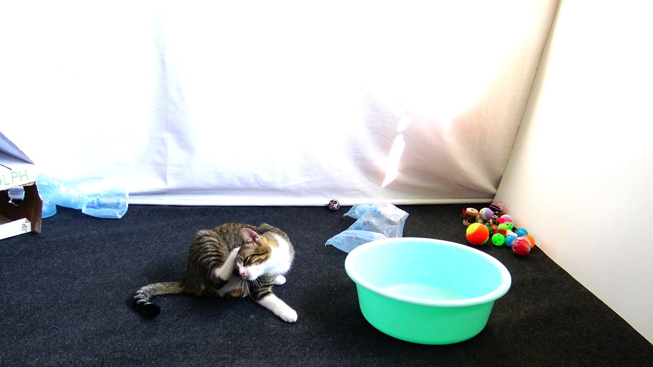 Small Cat Has Discovered that His House Has a Pool
