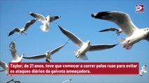 Gaivota 'homofóbica' aterroriza jovem diariamente no caminho do trabalho