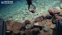 Una expedición de Portugal y EE. UU. captura imágenes en alta definición en el mar de Azores