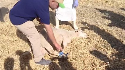 Bakan Kirişci: "Tohumluk fiyatları makarnalık ve ekmeklik buğday için kilogram başına 10,5 lira"