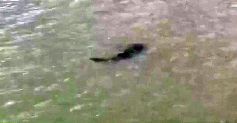 Tubarão-lixa volta a circular na Praia do Náutico, em Fortaleza