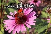 Surah Waqiah ,Heart Touching with Urdu Translation |سورة الواقعة| सूरत अलवाकिया / সূরা আলওয়াকিয়া