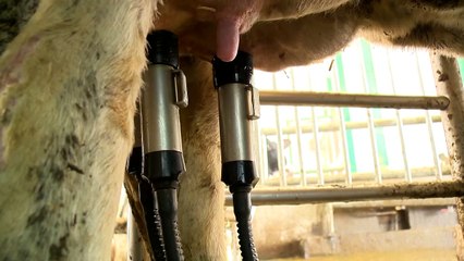 Conflit d'Agropur: les producteurs gaspésiens en souffrent