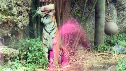 População de tigres selvagens do Nepal quase triplicou em 12 anos