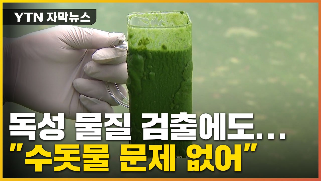 [자막뉴스] 녹조에서 독성 물질 검출에도... 당국 "수돗물 문제 없어" / YTN