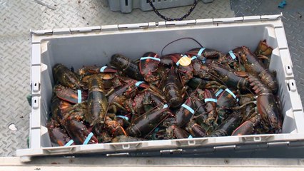 L'aérogare de l'aéroport du Rocher-Percé sera agrandie