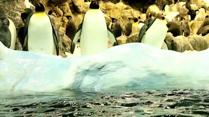 Pinguins: A Calma dos Oceanos e a Paz Interior | Música Relaxante para Dormir Bem