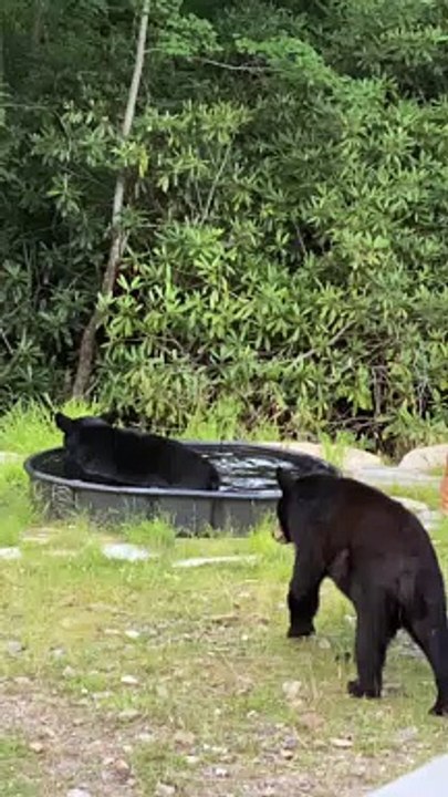 Black Bears Have Fun in Pool