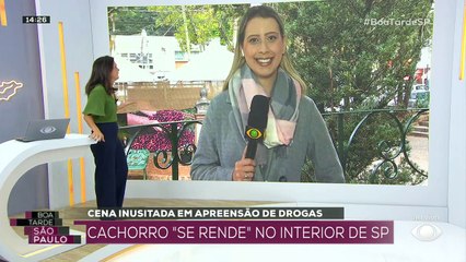 Cachorro "se rende" com traficantes no interior de SP