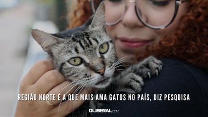 Região Norte é a que mais ama gatos no país, diz pesquisa