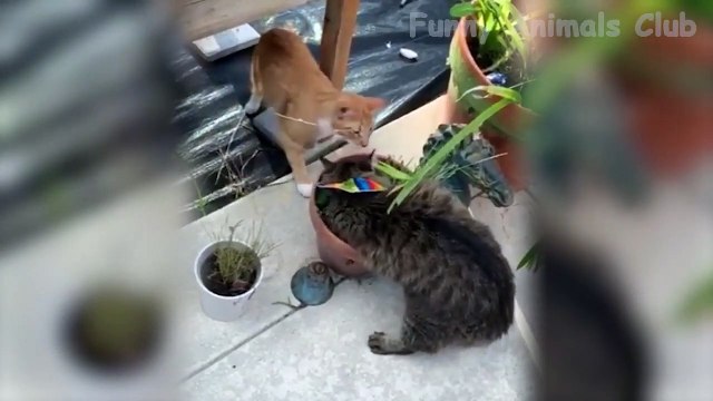 Funniest Dogs And Cats Videos - Try Not To Laugh Pets - Animals From Tik Tok