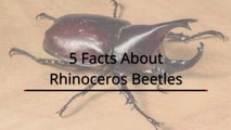 5 Facts about Rhinoceros Beetles