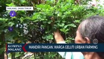 Atasi Harga Pangan Serba Mahal, Warga Sukoharjo Kota Malang Pilih Tekuni Urban Farming