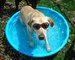 Funniest & Cutest Labrador Puppies - Funny Puppy Videos