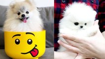  Mini Pomeranian - Funny and Cute Pomeranian Puppies Videos Compilation