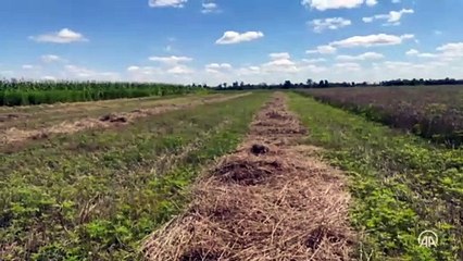 Ukrayna'nın Harkiv kentinde buğday hasadı