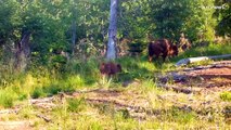 El bisonte es 'reintroducido' en Rumanía después de haber sido declarado extinto hace 200 años