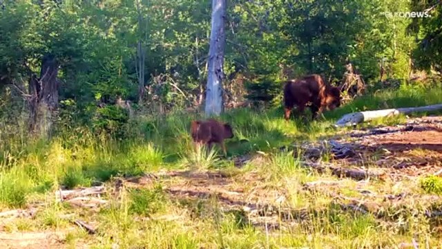 El bisonte es 'reintroducido' en Rumanía después de haber sido declarado extinto hace 200 años