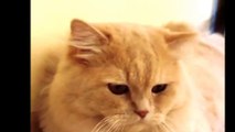 Awesome SO Cute Cat ! Cute and Funny Cat Videos to Keep You Smiling!