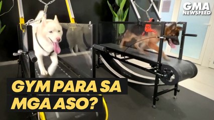Indoor dog gym sa UAE, patok sa fur parents! | GMA News Feed