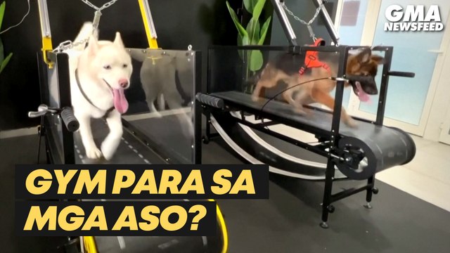 Indoor dog gym sa UAE, patok sa fur parents! | GMA News Feed