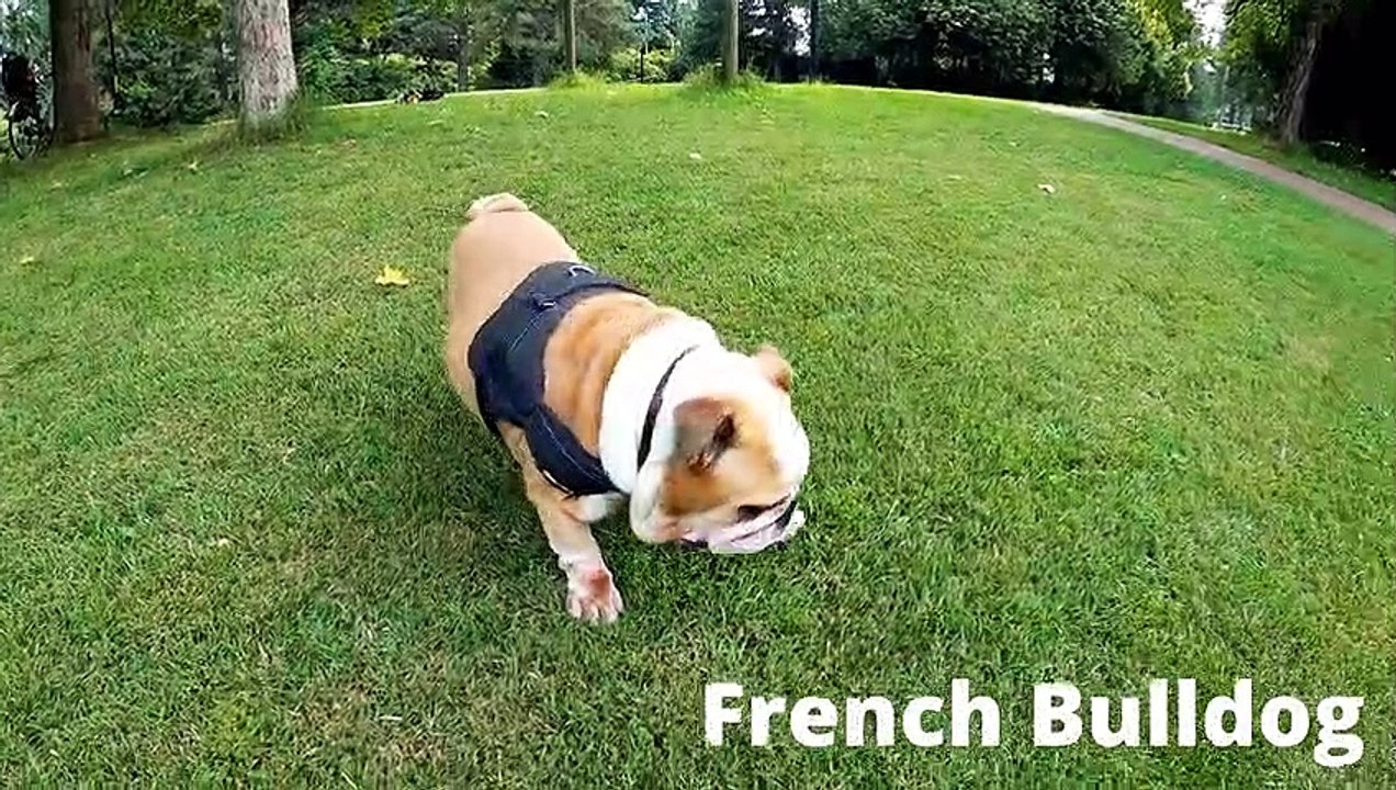 The Top 10 Most Popular Dog Breeds