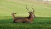 Fallow Deer _ Beautiful Nature Videos in 4k _ Amazing Nature Videos of the World in 4k _ Nature