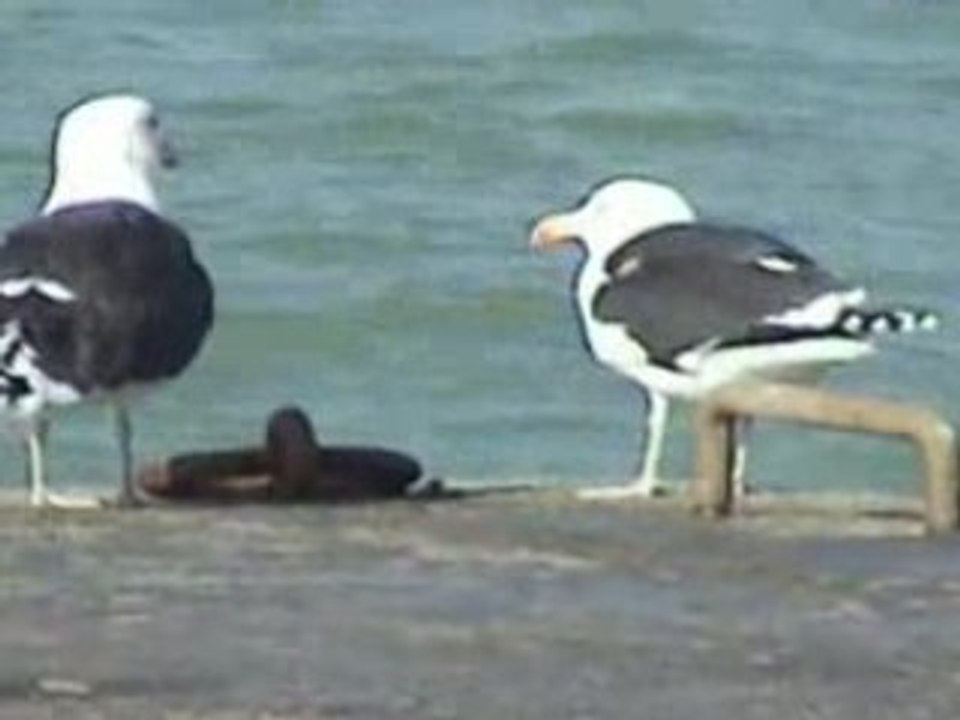 Goéland marin (Larus marinus et Goéland argenté