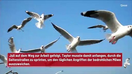 Homophobe Möwe terrorisiert Mann beim täglichen Pendeln