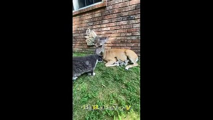  Tawa dan dosa! Kompilasi kucing lucu untuk suasana hati yang baik! 