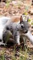 Funny Squirrel Video/ Funny Squirrel Dance/Funny Squirrel Screaming