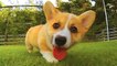 Funny and Cute corgi puppies videos compilation|Cutest corgis Ever!