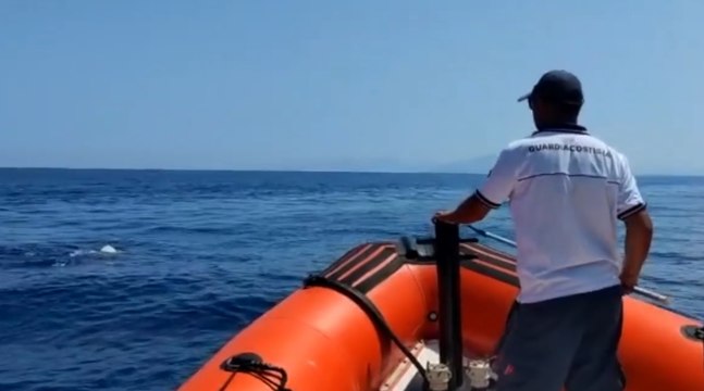 Isole Egadi, Guardia Costiera salva delfino disorientato al largo di Levanzo (30.07.22)