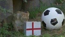 La leona Ayra predice que Inglaterra ganará a Alemania en la final de la Eurocopa femenina