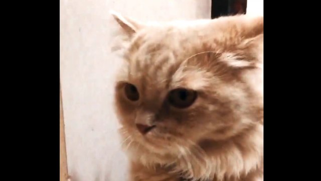 Funny Cats Arguing - Cats Talking To Each Other Compilation || NEW HD