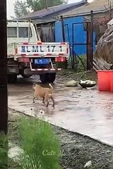 Kucing dan anjing lucu