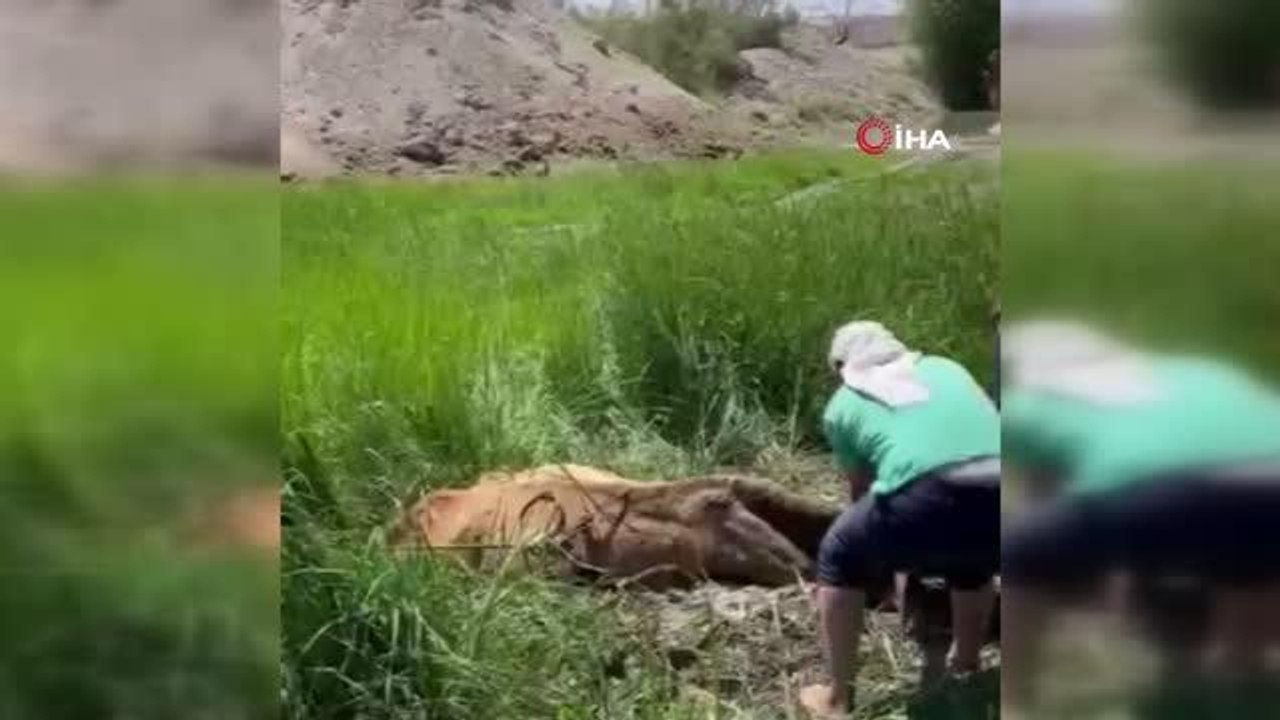 Son dakika haberi... Bataklığa saplanan inek, vatandaş ve itfaiye ekiplerinin yardımıyla kurtarıldı