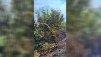 Son dakika haberi! İtfaiye ot ve orman yangınlarına müdahale etti