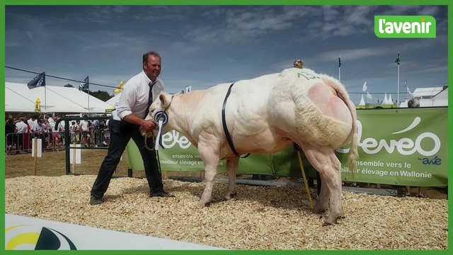 Toute la puissance du Blanc Bleu Belge