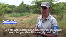 Dans les dunes de Flandre, l'impact écologique des traversées migratoires