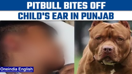 Punjab Pitbull attack: 13-year-old's badly bitten off by the dog | Oneindia news *News