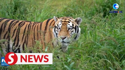 Efforts on Siberian tiger protection bear fruit in NE China