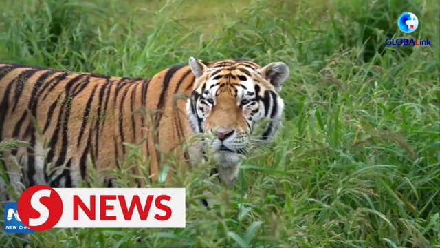 Efforts on Siberian tiger protection bear fruit in NE China