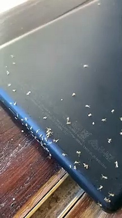 formigas kindle