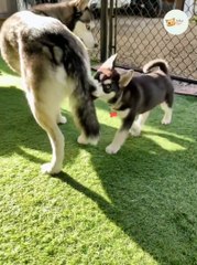 Funny Cats And Dogs Reaction Videos 2022  (Honest Audio) #4