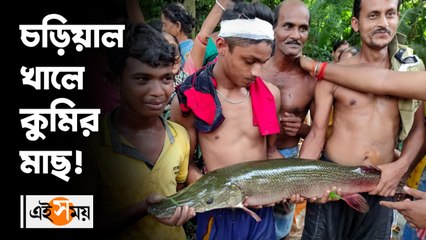 চড়িয়াল খালে কুমির মাছ