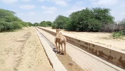 Watch Video: पानी पीने के लिए नहर में उतरा ऊंट, विभाग ने नहीं दिखाई रूचि