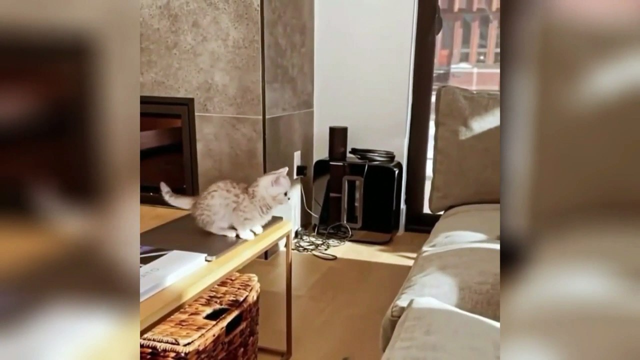 cute kitty
