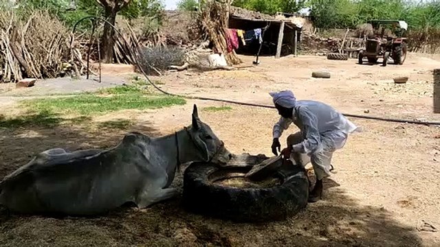 पशुपालकों का सम्मान करेगी सरकार- 422 पशुपालकों के प्रोत्साहन पर खर्च होंगे 53.20 लाख रुपए