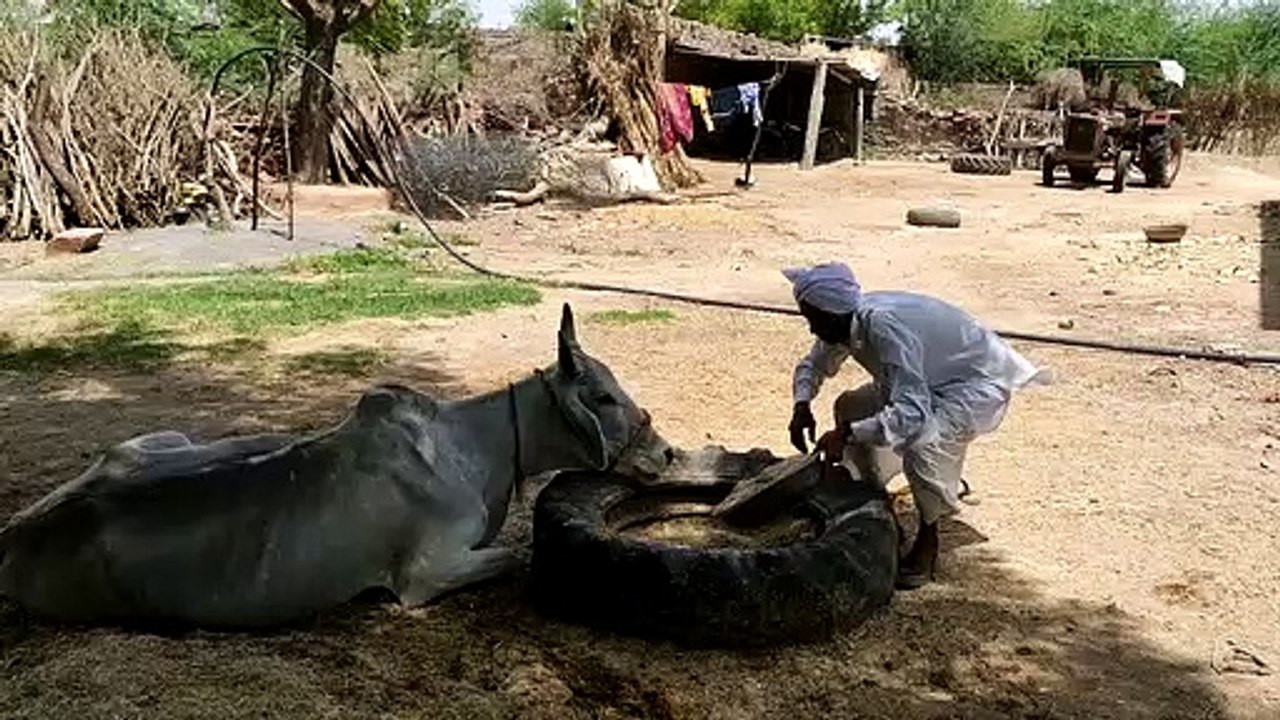 पशुपालकों का सम्मान करेगी सरकार-   422 पशुपालको...
